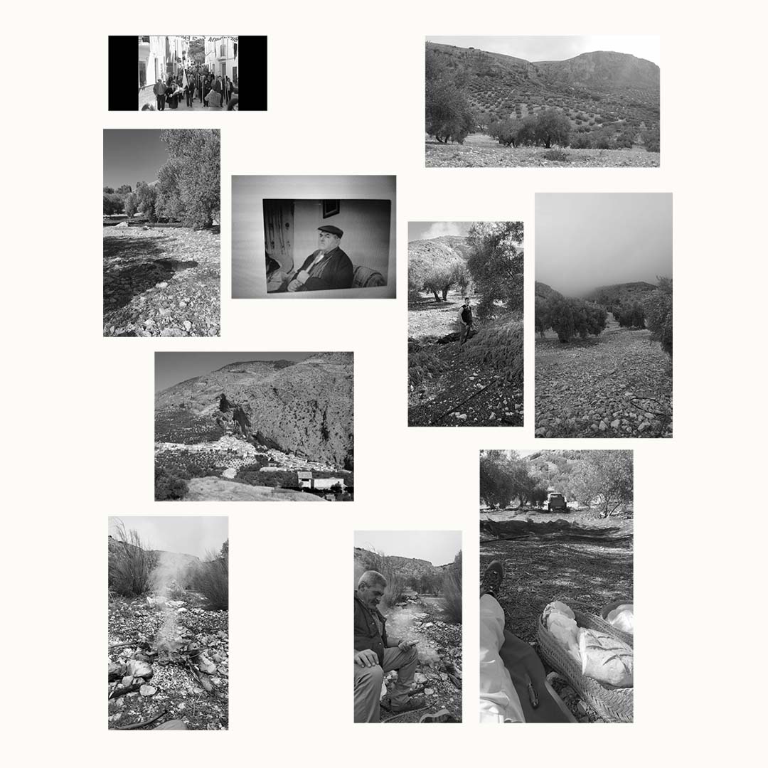 Fotografías familiares del proyecto Pago de Amezcua con tradición olivarera mediterránea
